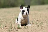 BOULEDOGUE FRANCAIS 357